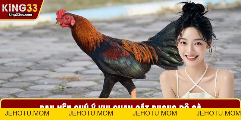 Đá Gà Trực Tiếp Thomo – Luật Chơi, Kinh Nghiệm Hot - jehotu