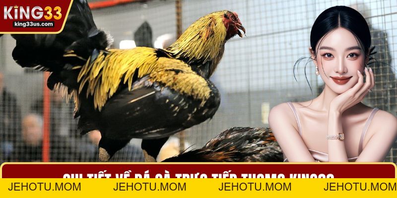 Đá Gà Trực Tiếp Thomo – Luật Chơi, Kinh Nghiệm Hot - jehotu