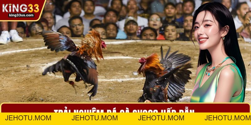 Đá Gà SV368 – Trải Nghiệm Cá Cược Cực Đã Khi Chơi 2026 - jehotu